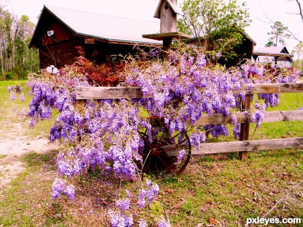 Wisteria Lane