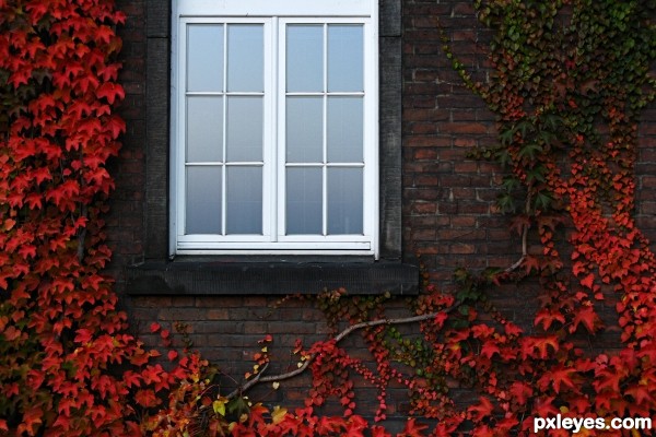 autumn vines