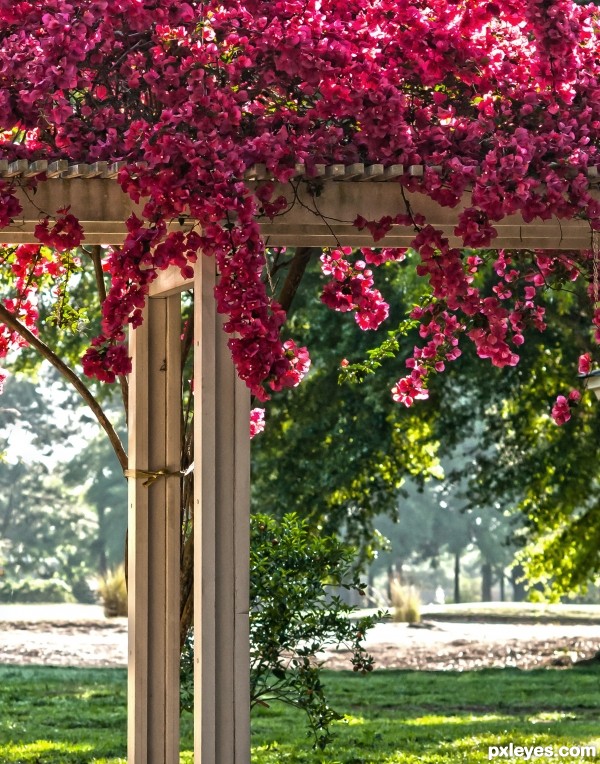 bougainvillea