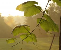 Grapevine at Morning Light