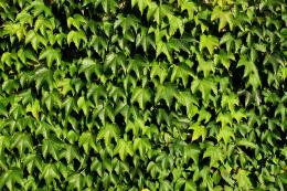 Wallofvines
