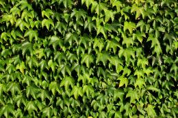 Wallofvines