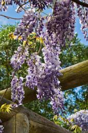 Wisteria