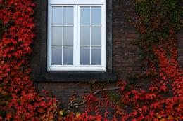 autumn vines