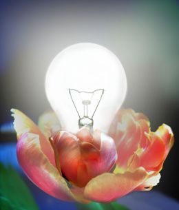 Flowerbulb