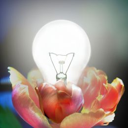 Flowerbulb