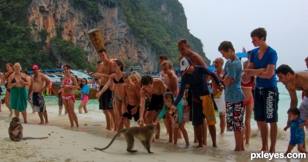 Line up and feed the Monkeys