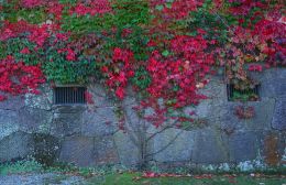 Fall Wall