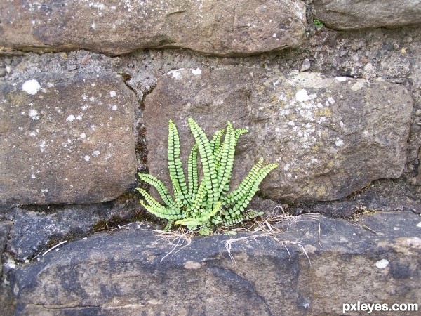 Small plant on Hadrians Wall