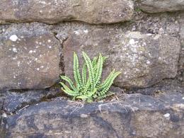 Small plant on Hadrians Wall