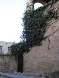 Vine covered wall