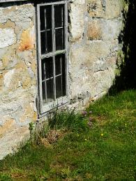 Wildflower and Window