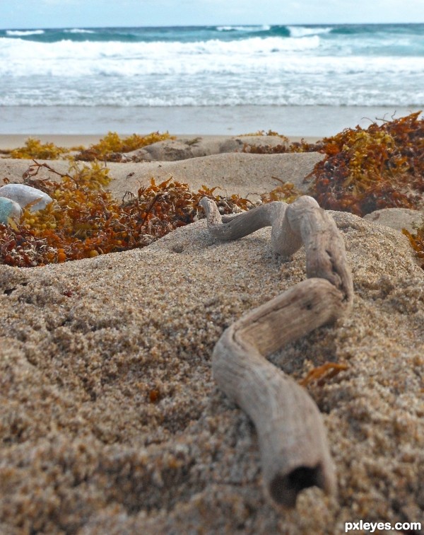 Driftwood