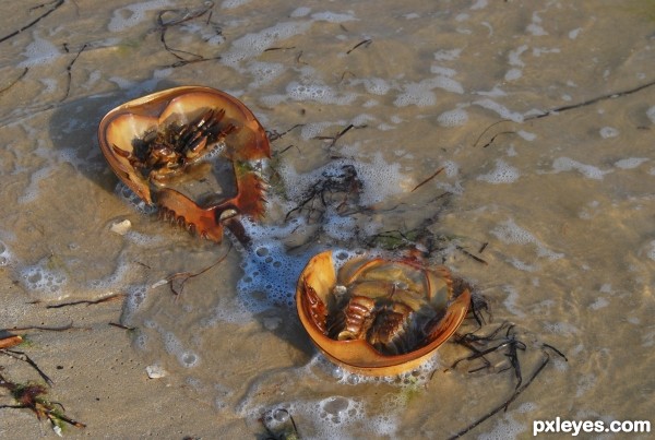 Horseshoe Crabs