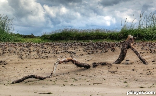 Reclining Driftwood