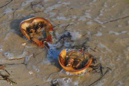 HorseshoeCrabs