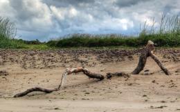 Reclining Driftwood