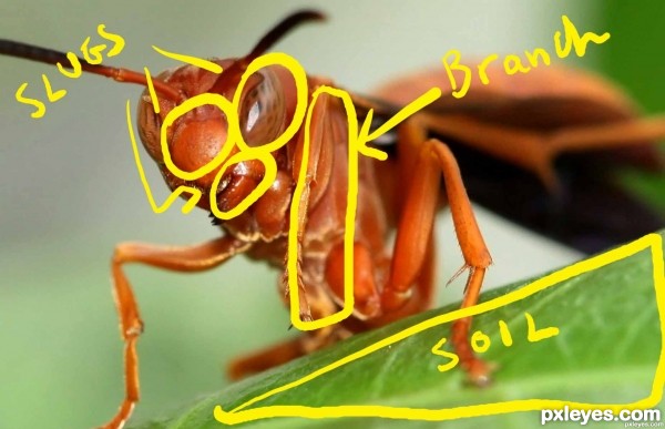 Creation of Slug love: Step 1