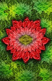 Red Flower Picture