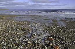 Pebbles on the Shore Picture