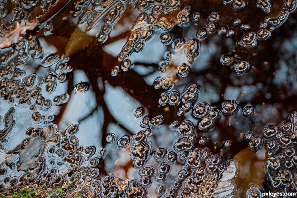 Autumn puddle