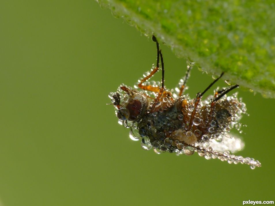 A very wet fly