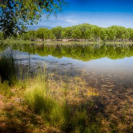 CottonwoodPond