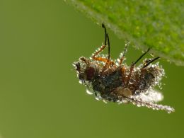 A very wet fly