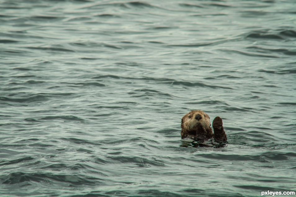 High Five Mr Otter