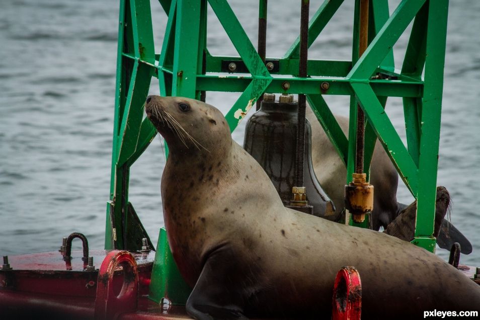 Sea Lion on a Bouy