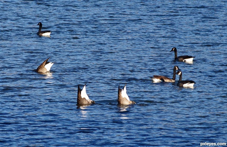 Goose Butts