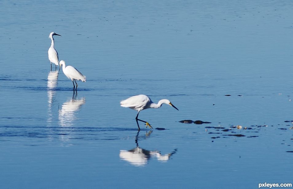 Egrets