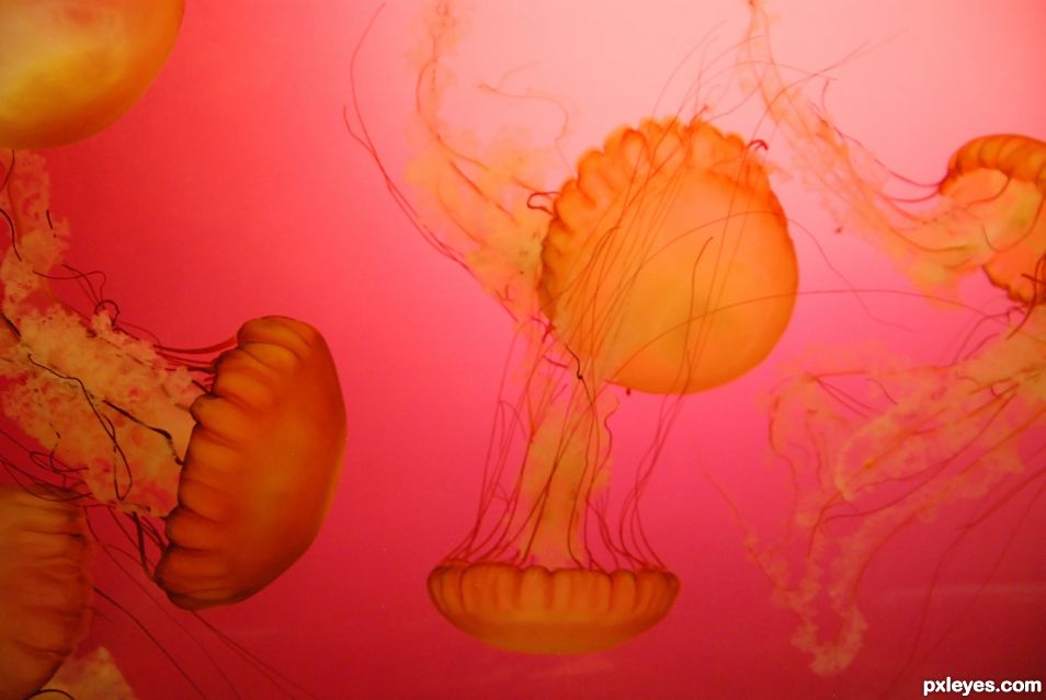 Jellyfish