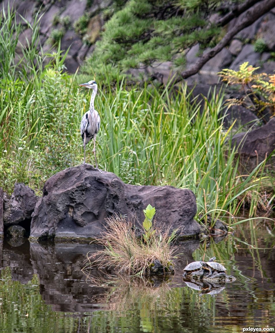 Water bird and turtles