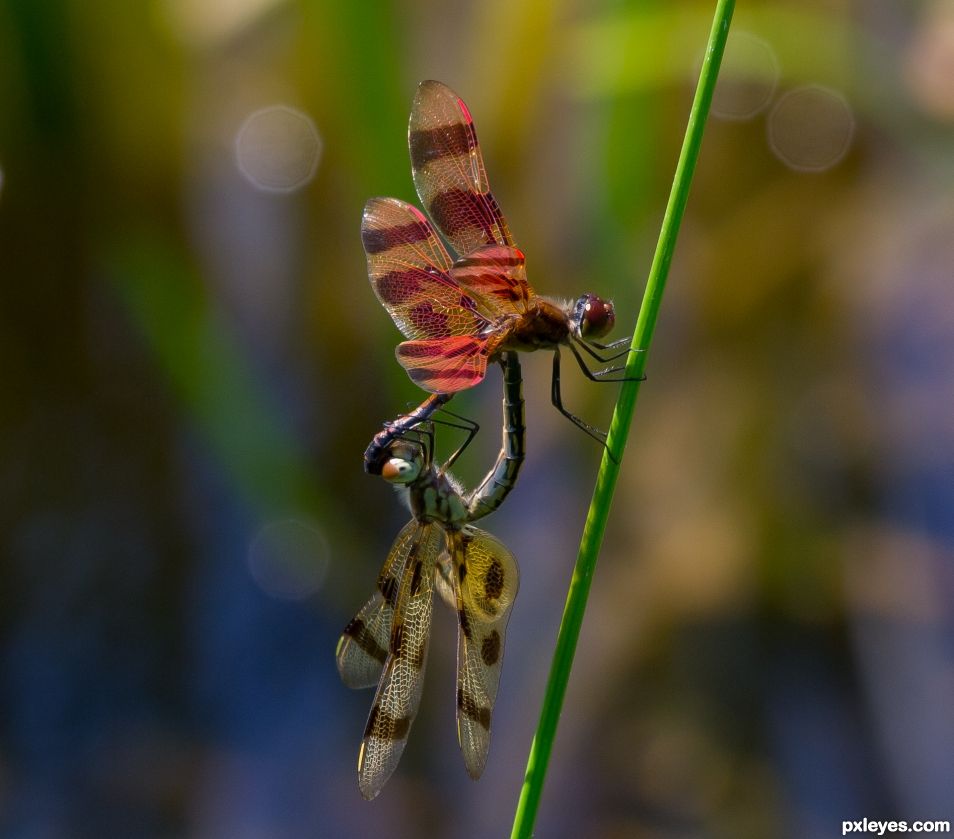 Couple Dragon Flies