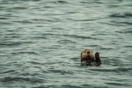 High Five Mr Otter