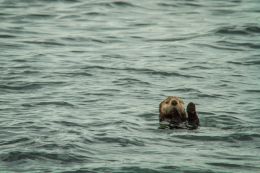 High Five Mr Otter