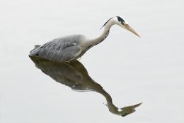 Grey heron