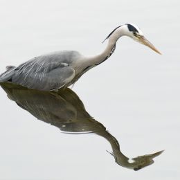 Greyheron