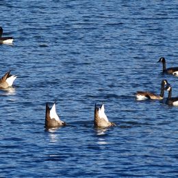 GooseButts