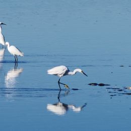 Egrets