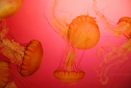 Jellyfish Picture