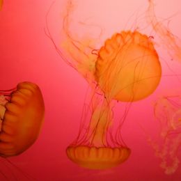 Jellyfish