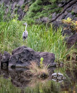 Water bird and turtles