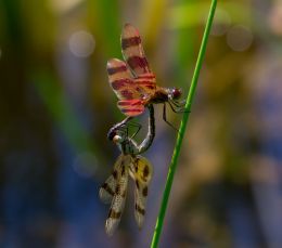 Couple Dragon Flies