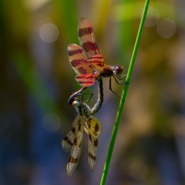 CoupleDragonFlies