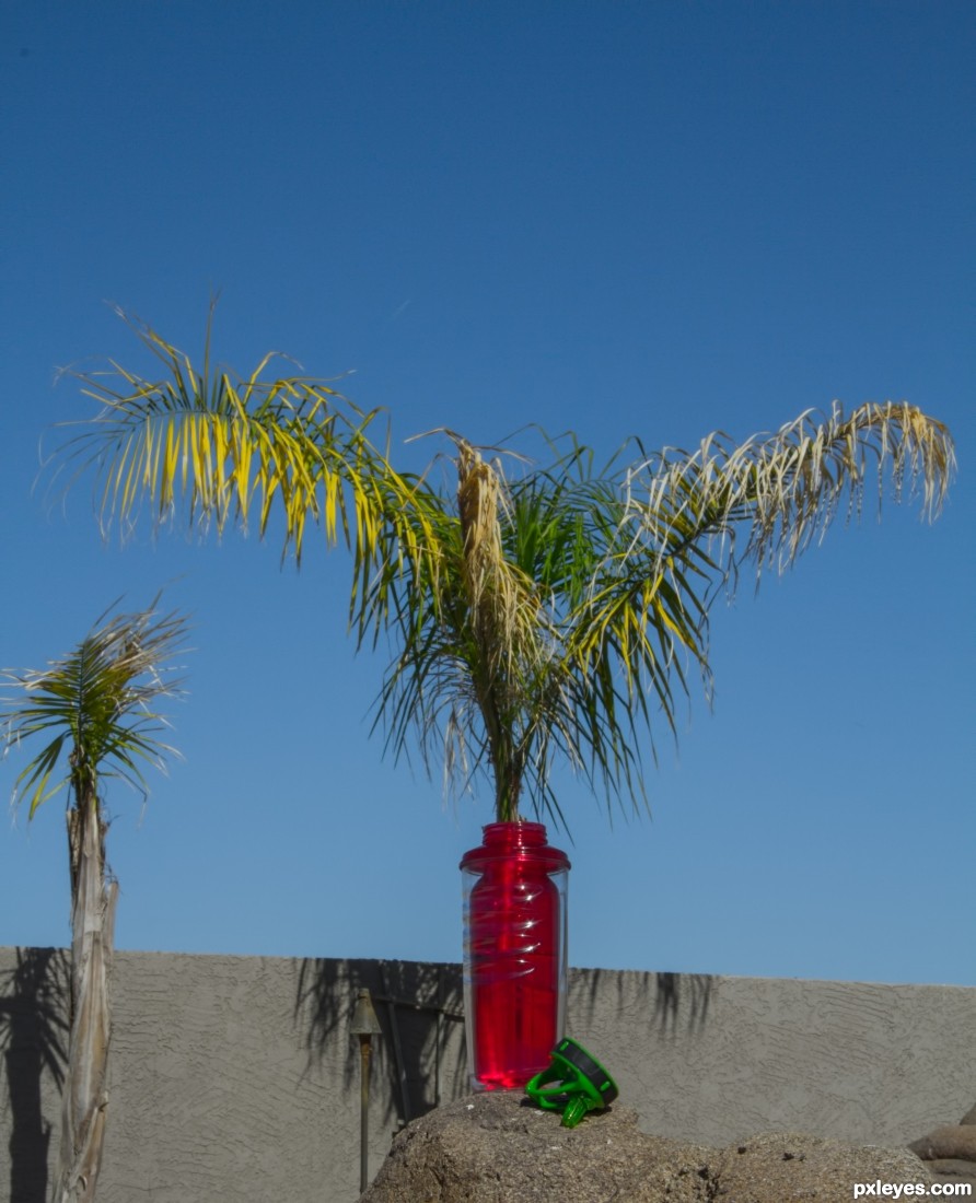 Bottle Palm