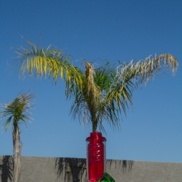 BottlePalm