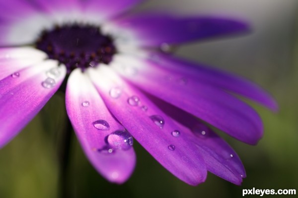 Flowers In The Rain