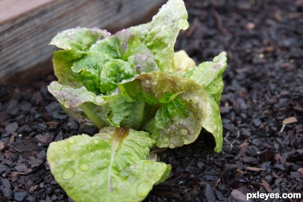 Lettuce Anyone?